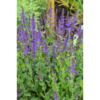 Salvia Nemerosa - Steppesalvie 17 cm