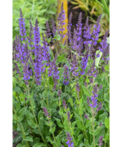 Salvia Nemerosa - Steppesalvie 17 cm