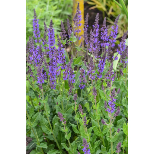 Salvia Nemerosa - Steppesalvie 17 cm
