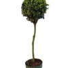 Buxus Sempervirens - Europabuksbom Oppstammet 23 cm