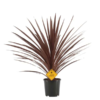 Cordyline Red Star - Australsk Dragelilje 21 cm