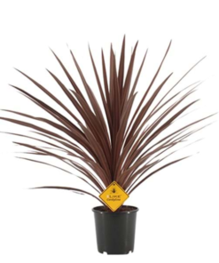 Cordyline Red Star - Australsk Dragelilje 21 cm