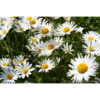 Leucanthemum vulgare 'May Queen' - Prestekrage 11 cm