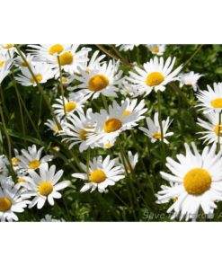 Leucanthemum vulgare 'May Queen' - Prestekrage 11 cm