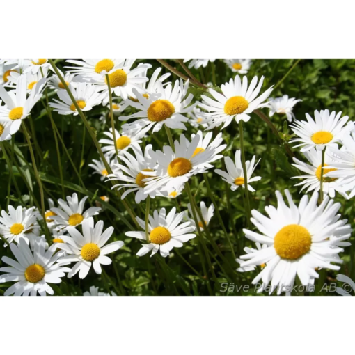 Leucanthemum vulgare 'May Queen' - Prestekrage 11 cm