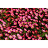 Saxifraga arendsii 'Pixie Pink' - Hagesildre 11 cm