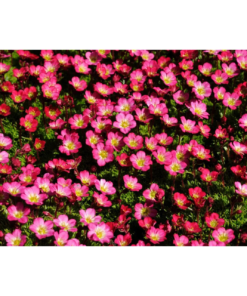 Saxifraga arendsii 'Pixie Pink' - Hagesildre 11 cm