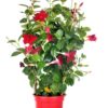 Mandevilla/Dipladenia - Ynde 17 cm