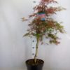 Acer Palmatum - Viftelønn 26 cm
