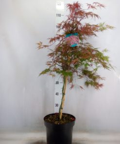 Acer Palmatum - Viftelønn 26 cm