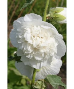 Alcea rosea 'Double White' - Stokkrose 11 cm