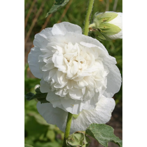 Alcea rosea 'Double White' - Stokkrose 11 cm