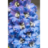 Delphinium 'Sky Blue White Bee' - Ridderspor 11 cm