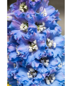 Delphinium 'Sky Blue White Bee' - Ridderspor 11 cm