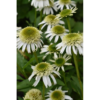 Echinacea purpurea 'Delicious Nougat' - Solhat 11 cm