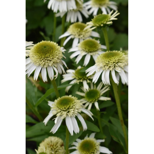 Echinacea purpurea 'Delicious Nougat' - Solhat 11 cm