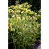 Echinacea purpurea 'Green Jewel' - Solhat 11 cm