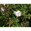 Geranium cant. 'St. Ola' 11 cm