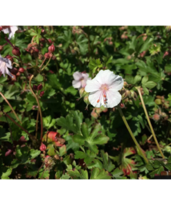Geranium cant. 'St. Ola' 11 cm