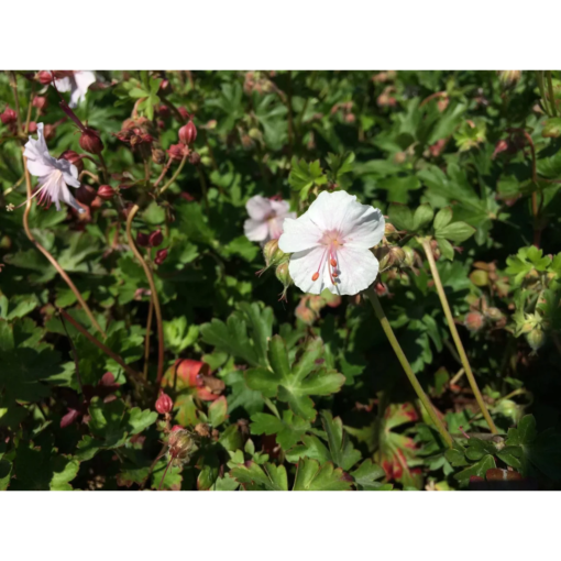Geranium cant. 'St. Ola' 11 cm