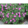 Geranium sanguineum 11 cm