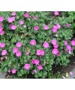Geranium sanguineum 11 cm
