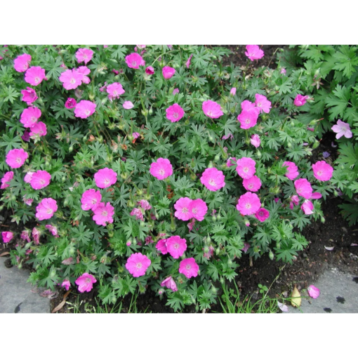 Geranium sanguineum 11 cm