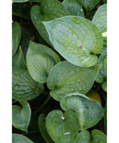 Hosta 'Abiqua Drinking Gourd' - Bladlilje 11 cm