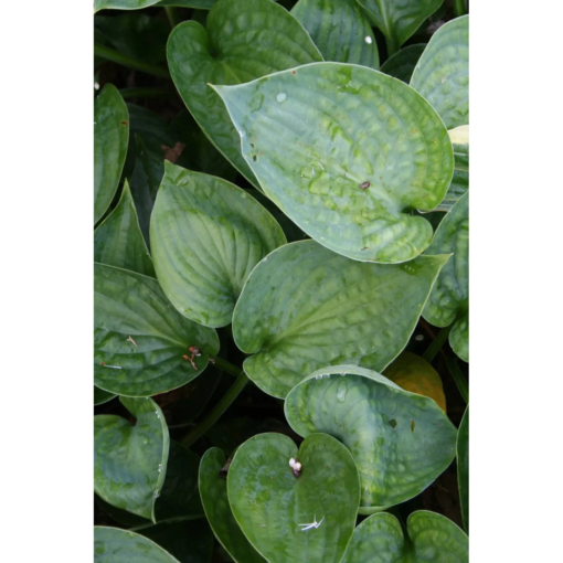 Hosta 'Abiqua Drinking Gourd' - Bladlilje 11 cm