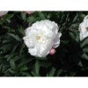 Paeonia lactiflora 'Shirley Temple' - Peon 11 cm