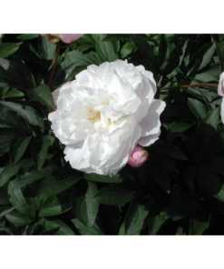 Paeonia lactiflora 'Shirley Temple' - Peon 11 cm