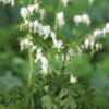 Dicentra spectabilis 'Alba' 11 cm