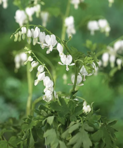 Dicentra spectabilis 'Alba' 11 cm