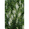 Salvia 'Sensation White' 11 cm