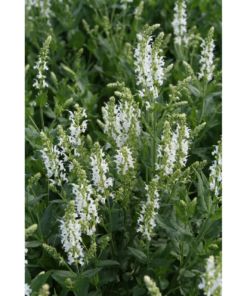 Salvia 'Sensation White' 11 cm