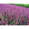 Salvia nemerosa 'Ostfriesland' 11 cm