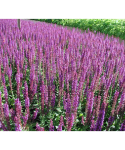 Salvia nemerosa 'Ostfriesland' 11 cm