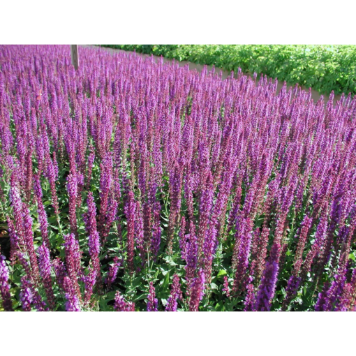 Salvia nemerosa 'Ostfriesland' 11 cm