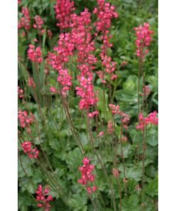Heuchera sanuinea 'Leuchtkäfer' - Alunrot 11 cm