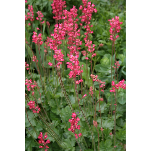 Heuchera sanuinea 'Leuchtkäfer' - Alunrot 11 cm
