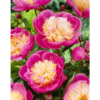 Paeonia lactiflora 'Bowl of Beauty' - Peon 11 cm