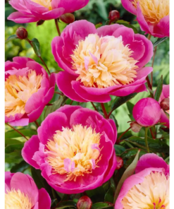 Paeonia lactiflora 'Bowl of Beauty' - Peon 11 cm