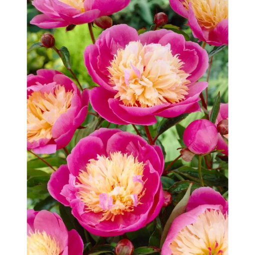 Paeonia lactiflora 'Bowl of Beauty' - Peon 11 cm