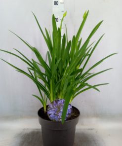 Agapanthus - Afrikalilje 21 cm