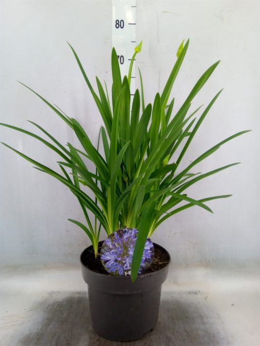 Agapanthus - Afrikalilje 21 cm