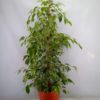 Ficus Benjamina - Bjørkefiken Golden King 24 cm