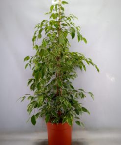 Ficus Benjamina - Bjørkefiken Golden King 24 cm