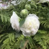 Alcea rosea 'Double White' - Stokkrose 11 cm