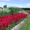 Astilbe 'Fanal' 11 cm