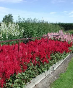 Astilbe 'Fanal' 11 cm